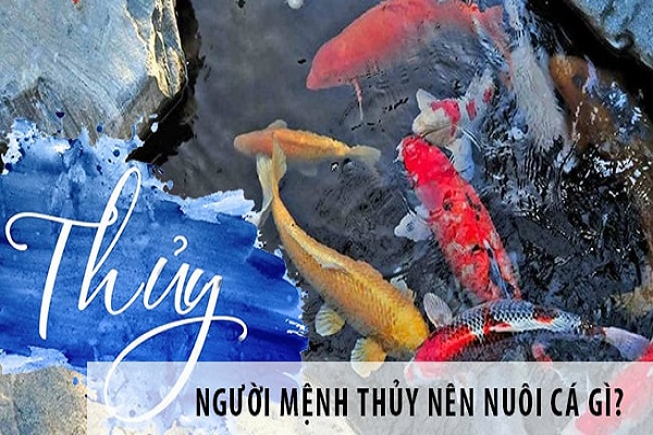 Mệnh Thủy nuôi cá gì là hợp? Đặt bể cá trong nhà tốt không-6