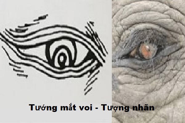 Xem tướng mắt voi (tượng nhãn) ở nam nữ đoán vận mệnh-1