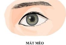 Mắt mèo là mắt như thế nào? Người có đôi mắt mèo có gì đặc biệt