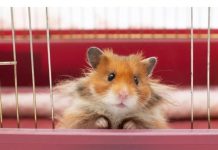 Tử vi hàng ngày 12 con giáp thứ Bảy 10/9/2022: Đừng cố sáo rỗng