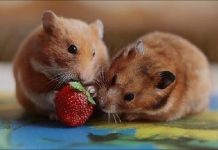 Tử vi hàng ngày 12 con giáp thứ Sáu 9/9/2022: Cả giận mất khôn