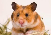 Tử vi hàng ngày 12 con giáp thứ Tư 7/9/2022: Tai bay vạ gió