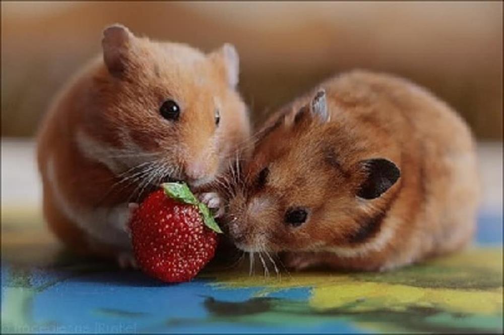 Tử vi hàng ngày 12 con giáp Chủ Nhật 16/10/2022: Mệt mỏi vì gồng-1