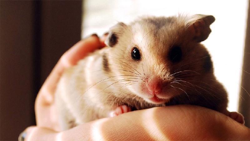 Tử vi hàng ngày 12 con giáp thứ Bảy 22/10/2022: Yêu đương lạc lối-1 Tử vi hàng ngày 12 con giáp thứ Bảy 22/10/2022: Yêu đương lạc lối-1