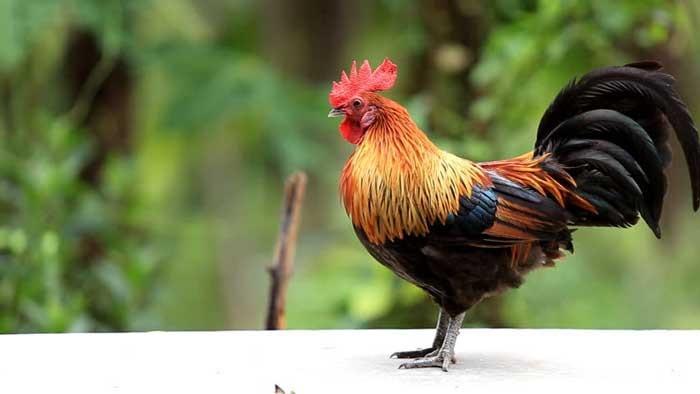 Tử vi tuần mới 12 con giáp 31/10/2022 – 6/11/2022: Tự mãn quá đà-3