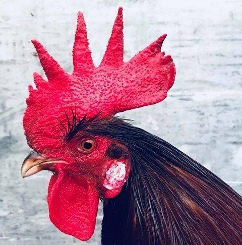 Tử vi hàng ngày 12 con giáp thứ Ba 15/11/2022: Lớ ngớ vớ huy chương-3