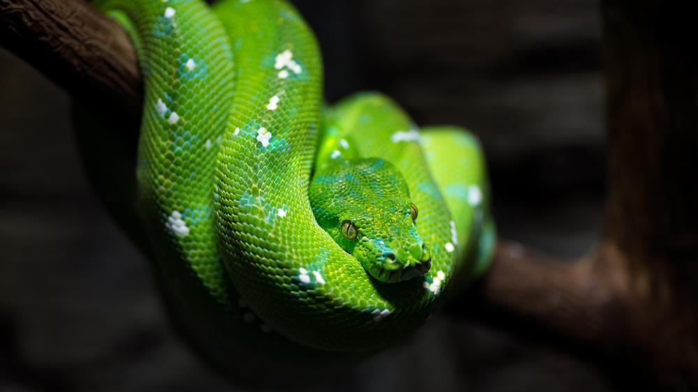 Tử vi hàng ngày 12 con giáp thứ Ba 1/11/2022: Thôi lạc quan tếu-2