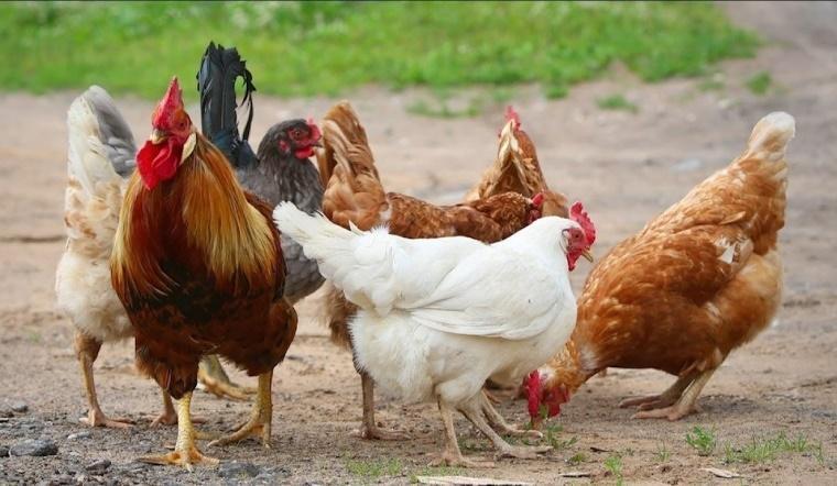 Tử vi hàng ngày 12 con giáp thứ Tư 16/11/2022: Hạnh phúc xa vời-3