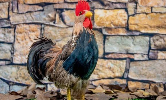 Tử vi hàng ngày 12 con giáp thứ Tư 9/11/2022: Niềm tin bị chà đạp-3