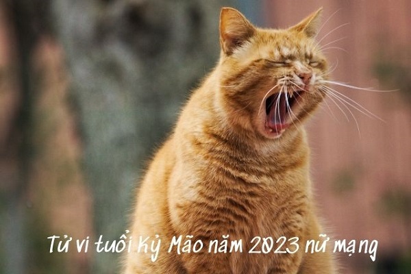 Xem tử vi năm 2023 tuổi KỶ MÃO sinh năm 1999 Nữ Mạng-1 Xem tử vi năm 2023 tuổi KỶ MÃO sinh năm 1999 Nữ Mạng-1